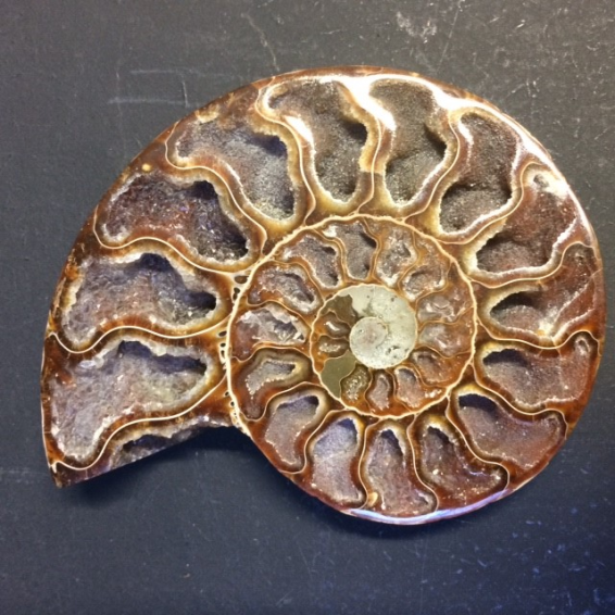 fossile-d-ammonite-sciee-et-polie.jpg