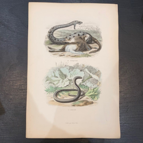 Ancient engraving -board of Natural History - XIXth century - Reptiles and amphibians