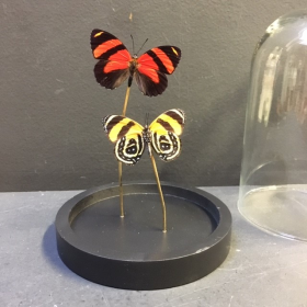 Little butterfly glass dome: Callicore cynosura
