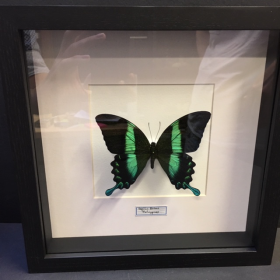 Entomologic transparent Frame - Peacock swallowtail (Papilio Blumei)