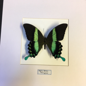 Entomologic transparent Frame - Peacock swallowtail (Papilio Blumei)