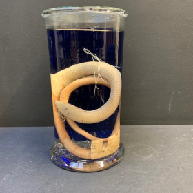 Jar Museum: Slowworm Pseudopus apodus