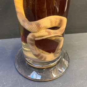 Jar Museum: snake oxyrhopus trigeminus (Large)