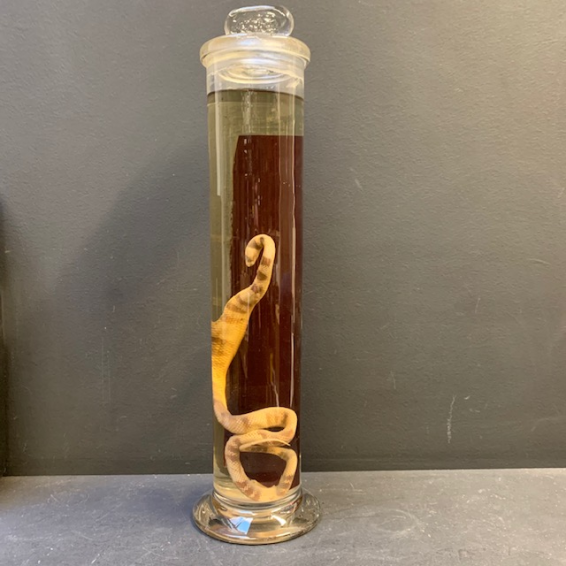 Flûte Muséum: serpent - oxyrhopus trigeminus (Grand spécimen)