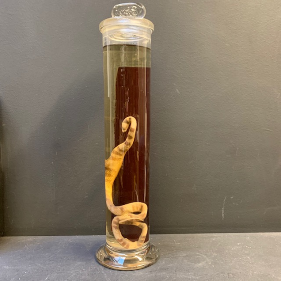 Jar Museum: snake oxyrhopus trigeminus (Large) Jar Museum: snake oxyrhopus trigeminus (Large)