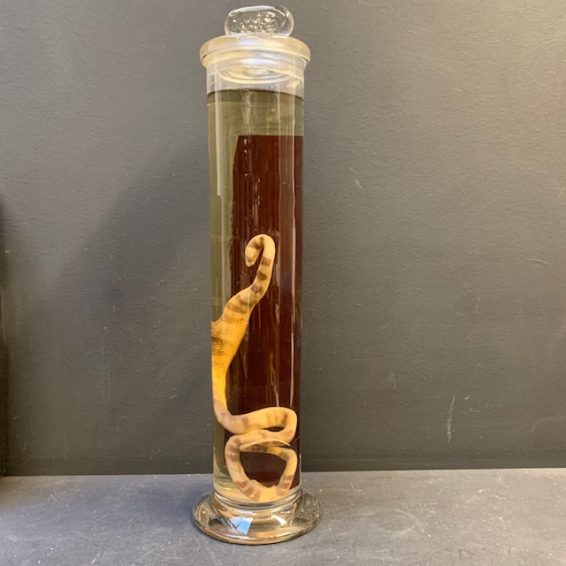 Jar Museum: snake oxyrhopus trigeminus (Large)