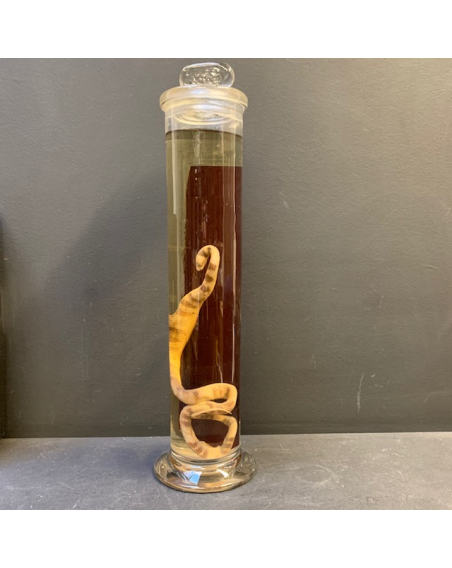 Flûte Muséum: serpent - oxyrhopus trigeminus (Grand spécimen)
