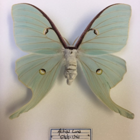 Entomological box: Actias Luna - Luna Moth