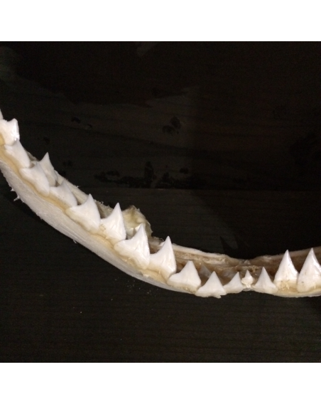 Blue Shark Jaws 18/20cm - Prionace glauca