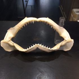Blue Shark Jaws 18/20cm - Prionace glauca