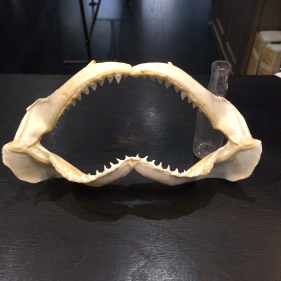 Mâchoire de requin bleu 18/20cm environ
