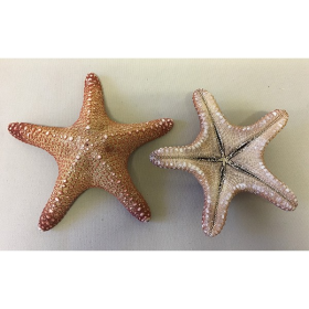 Jungle starfish - Protoreaster