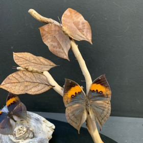Cloche Ovale papillons feuilles