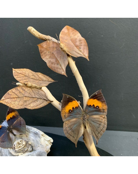 Cloche Ovale papillons feuilles