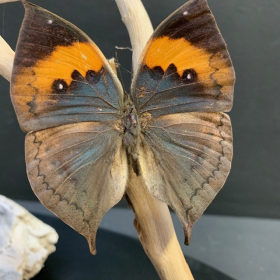 Papillons Feuilles sous cloche ovale - Kallima Inachus