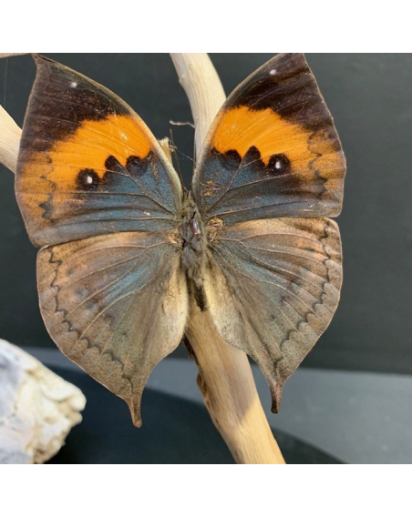 Papillons Feuilles sous cloche ovale - Kallima Inachus