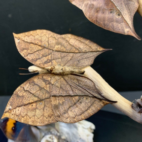 Papillons Feuilles sous cloche ovale - Kallima Inachus