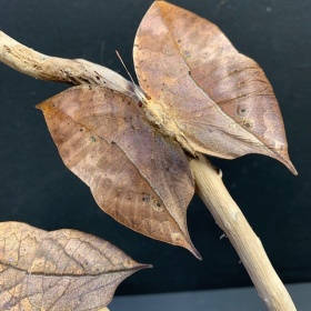 Papillons Feuilles sous cloche ovale - Kallima Inachus