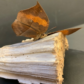 Papillons Feuilles sous cloche ovale - Kallima Inachus