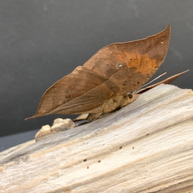 Cloche Ovale papillons feuilles