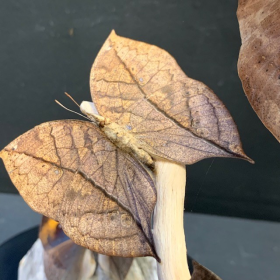 Papillons Feuilles sous cloche ovale - Kallima Inachus