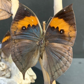 Papillons Feuilles sous cloche ovale - Kallima Inachus