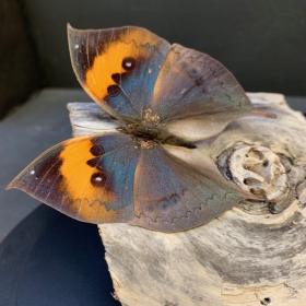 Papillons Feuilles sous cloche ovale - Kallima Inachus