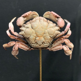 Demania crab under glass