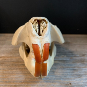 Canadian beaver skull - Castor canadensis