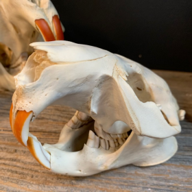 Canadian beaver skull - Castor canadensis