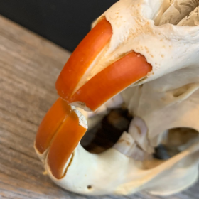 Canadian beaver skull - Castor canadensis