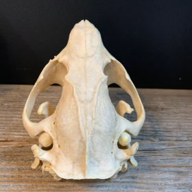 Crâne de castor du Canada - Castor canadensis