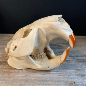 Canadian beaver skull - Castor canadensis