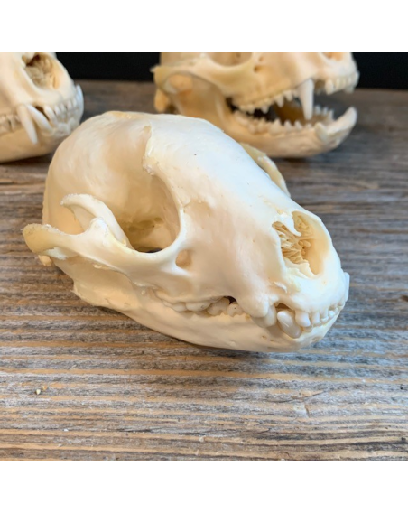 Crâne de raton-laveur - Procyon lotor