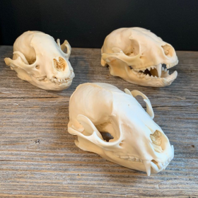 Raccoon skull - Procyon lotor