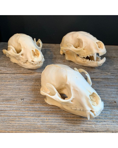 Crâne de raton-laveur - Procyon lotor