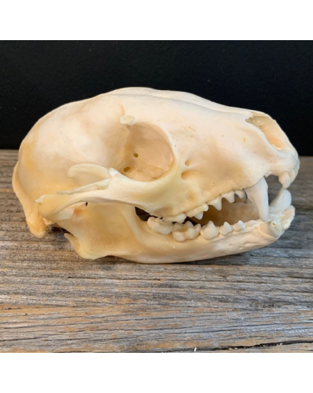 Raccoon skull - Procyon lotor