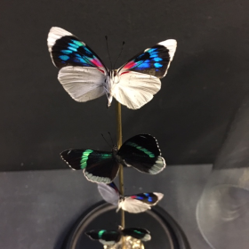 Flight of butterflies: Callicore excelsior