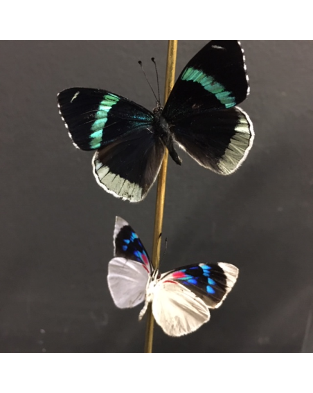 Flight of butterflies: Callicore excelsior