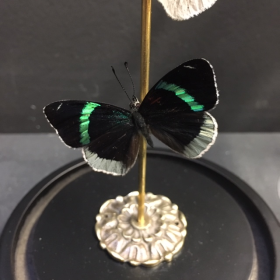 Envolée de papillon: Callicore excelsior (globe haut et rosace laiiton)