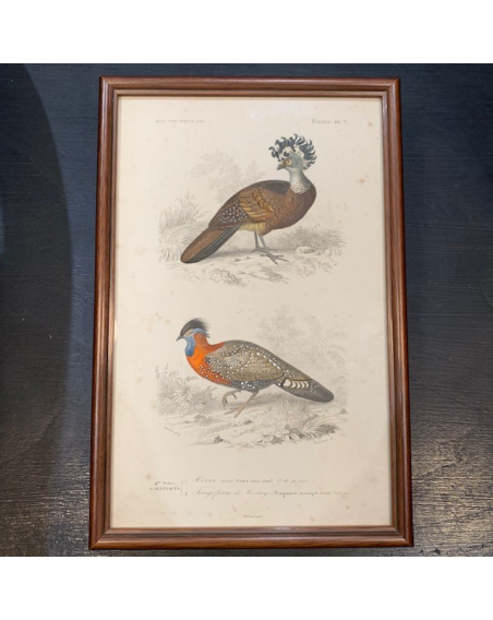 Engraving of Natural History in color Xixth century by d'Orbigny - Birds
