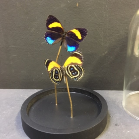 Little butterfly glass dome: Callicore excelsior