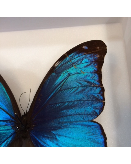 Entomological box : Blue Morpho