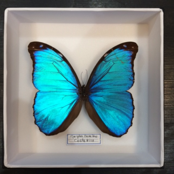 Entomological box : Blue Morpho