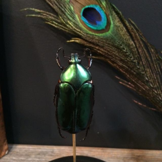 Broche Art Nouveau Insecte - Papillon Ou Scarabée En Pâte De Verre & Strass - XIXe Siècle - Occasion