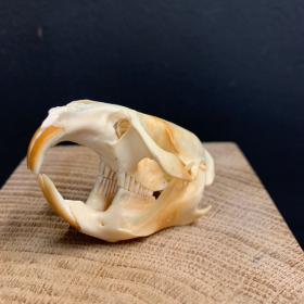 Muskrat's skull - Musquash zibethicus