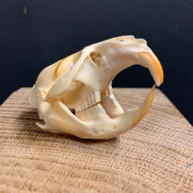 Muskrat's skull - Musquash zibethicus