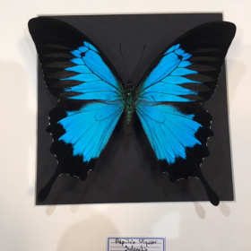 Papilio Ulysses sur fond noir - Cadre entomologique