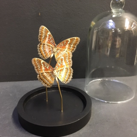 Little butterfly glass dome: Cethosia biblis