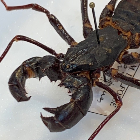 Thelyphonus - Uropyge - Arachnide: Boîte entomologique reliée 12x15cm